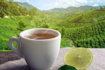 20230804141613_[fpdl.in]_cup-hot-brown-tea-with-piece-lemon-background-plantations_97716-234_medium